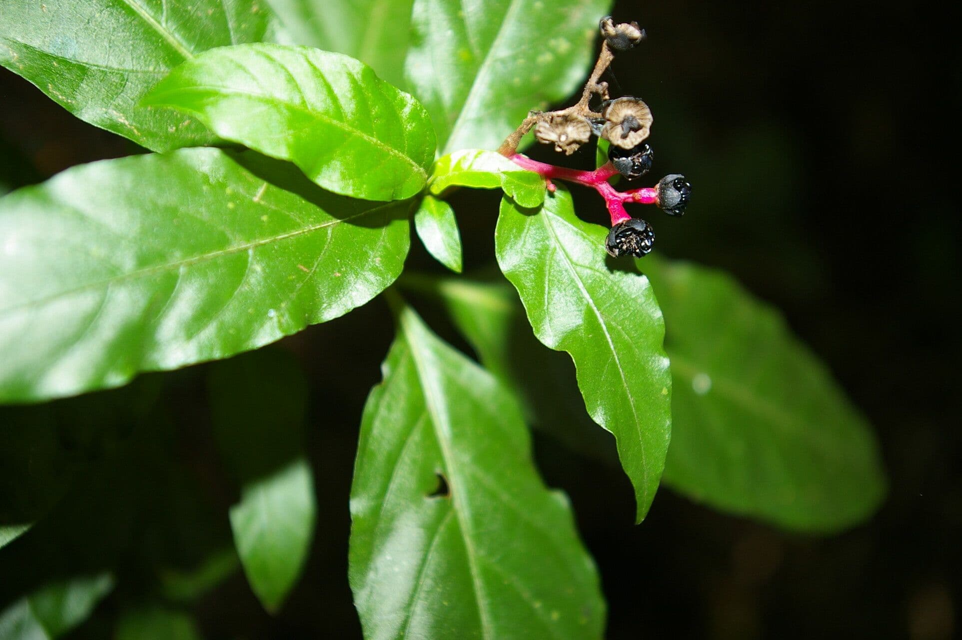 Pleuropetalum 4