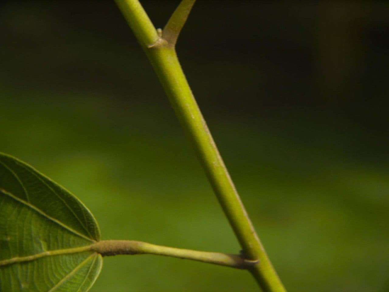 Apeiba 16