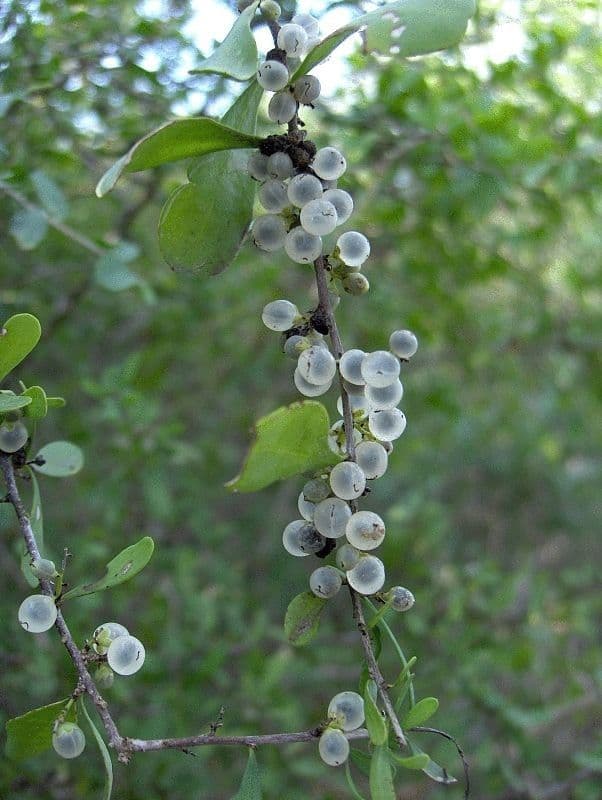 Phaulothamnus