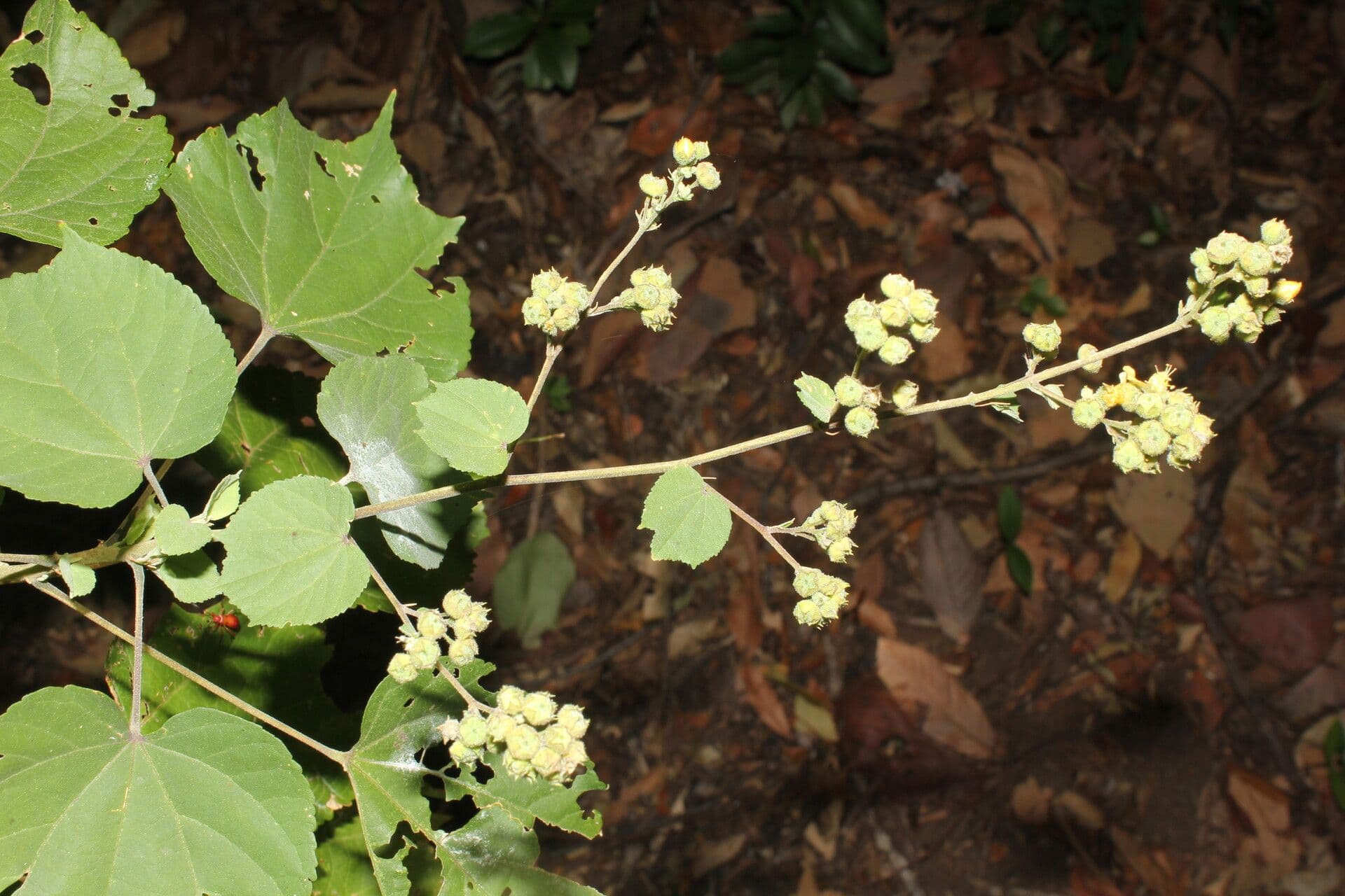 Alosidastrum 4
