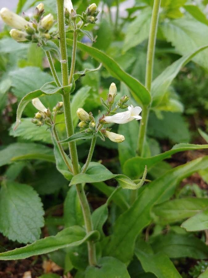 Penstemon pallidus 4