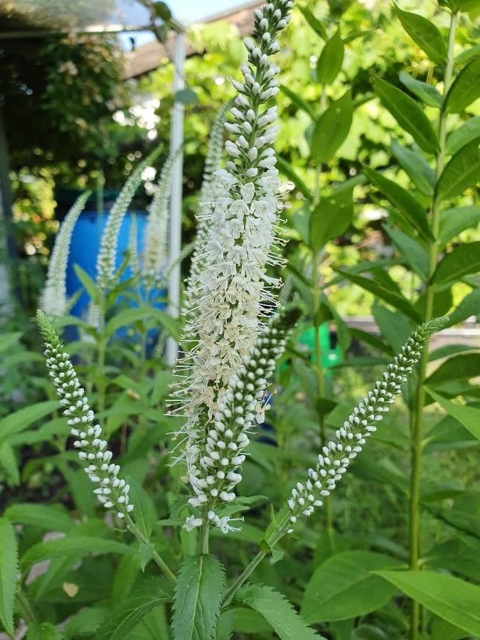 Veronica virginica 16