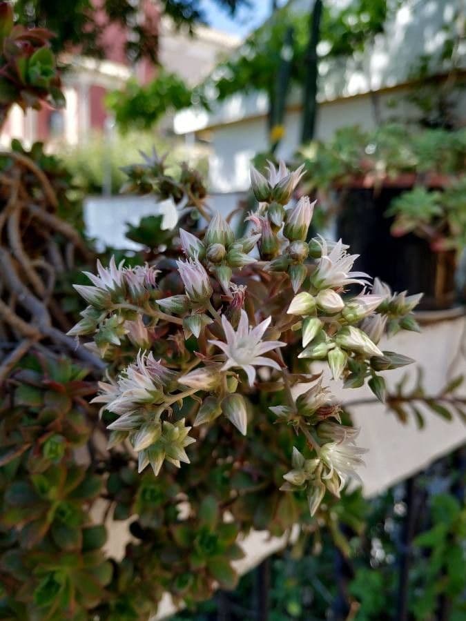 Aeonium decorum 4