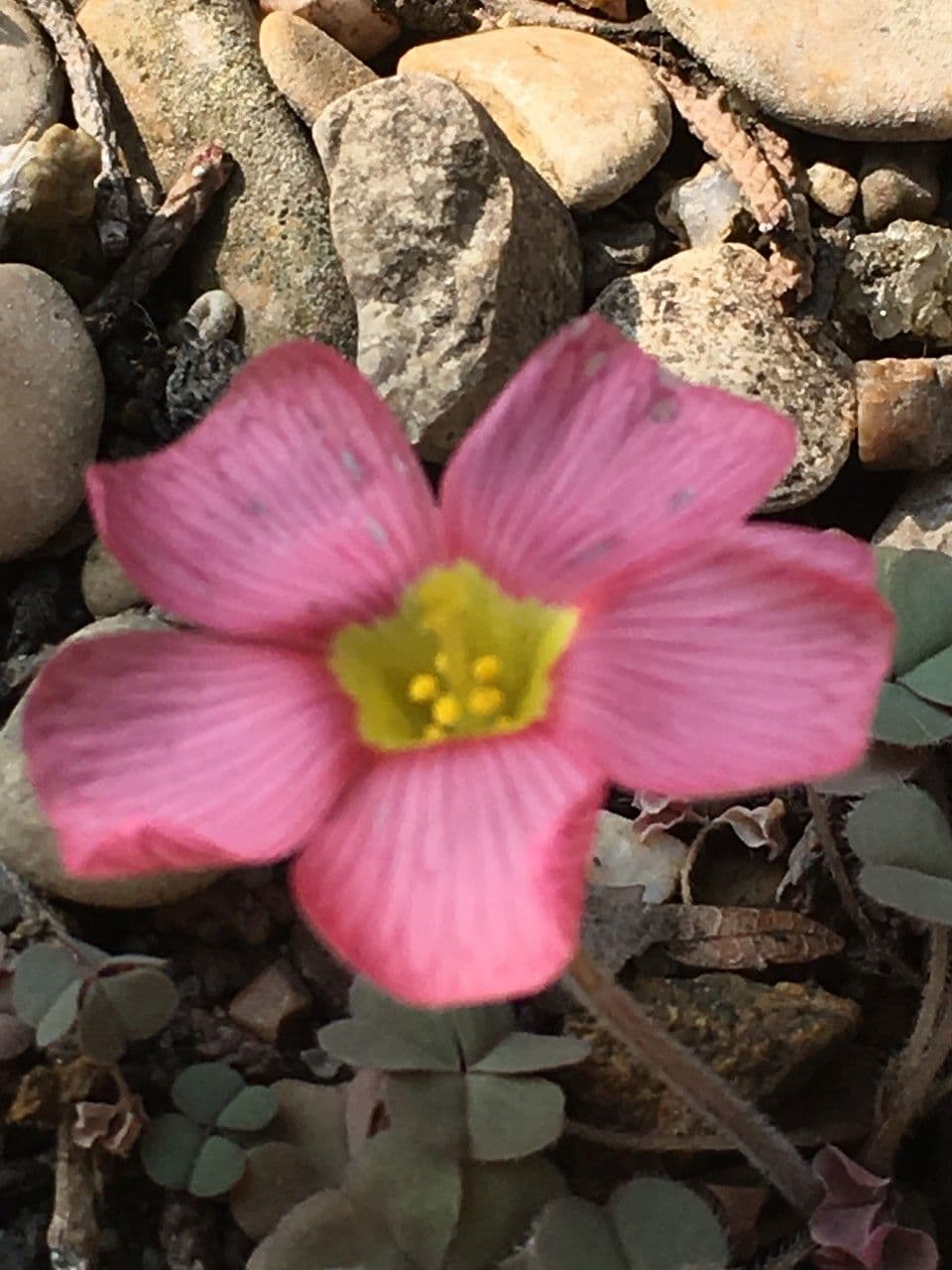 Oxalis 11