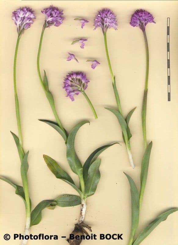Orquídea tridentada 20