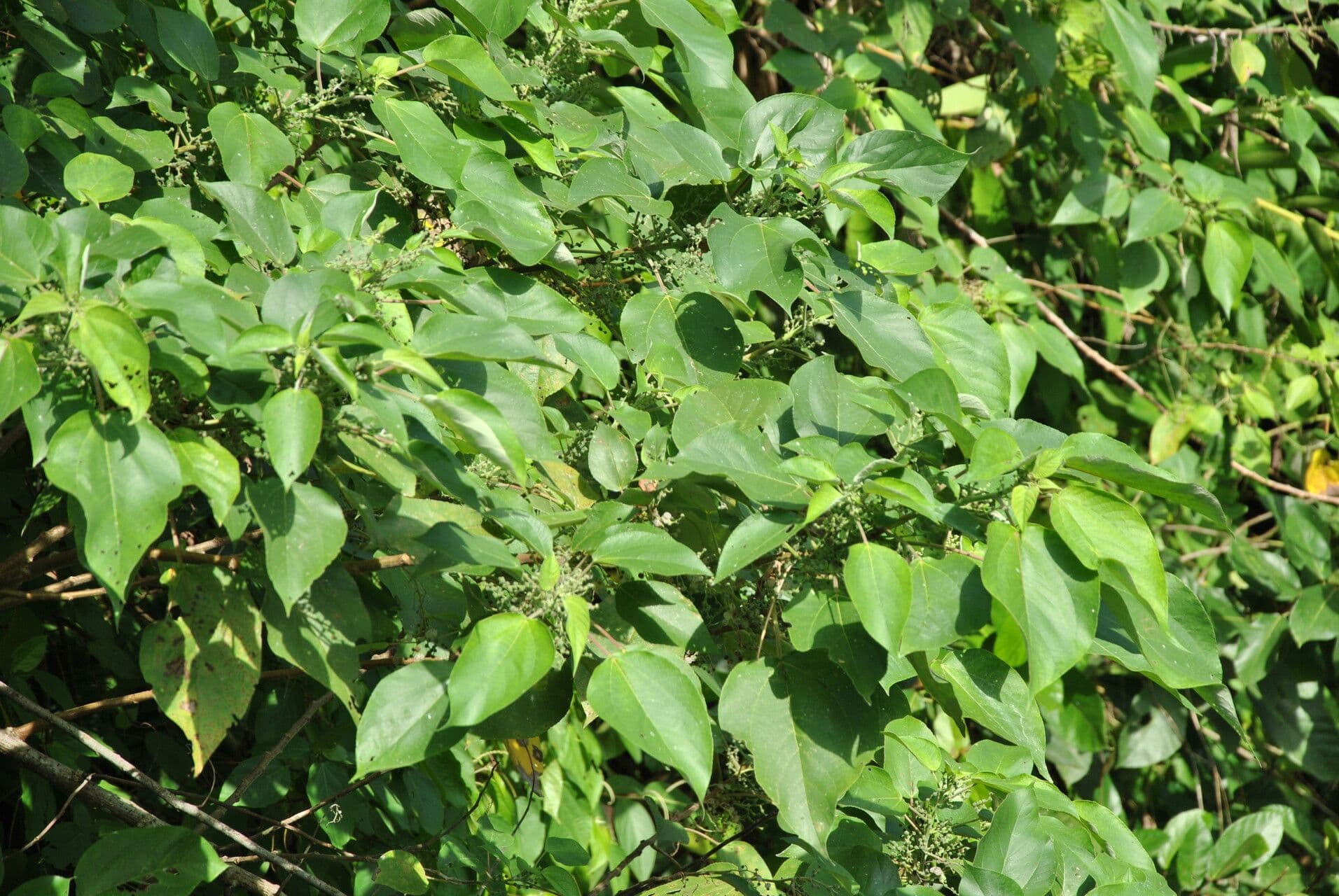 Acalypha 2