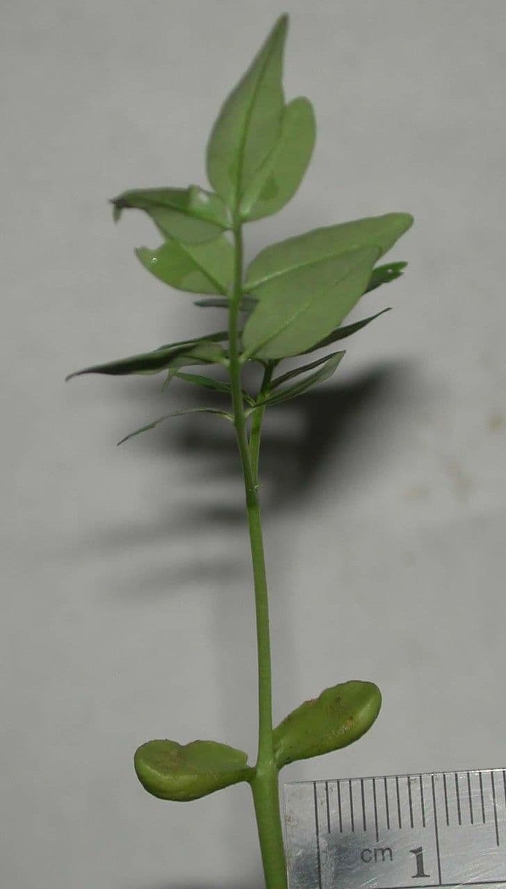 Simaruba amara 24