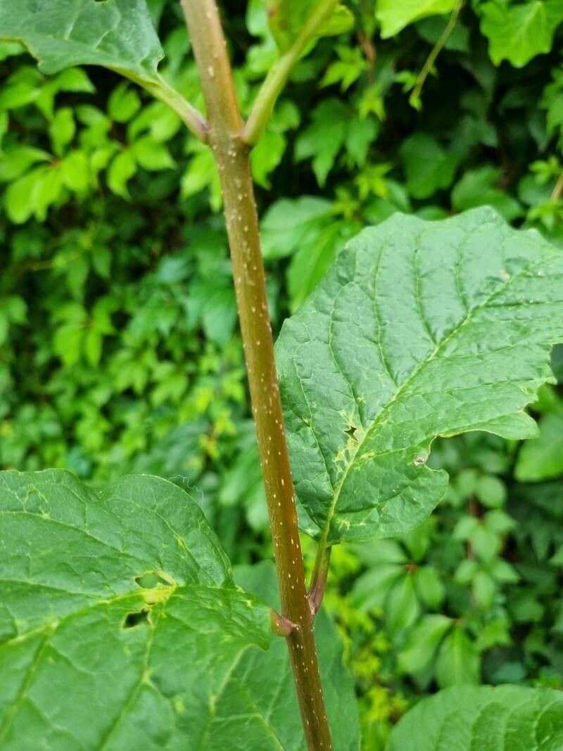 Büschelige Flieder 18