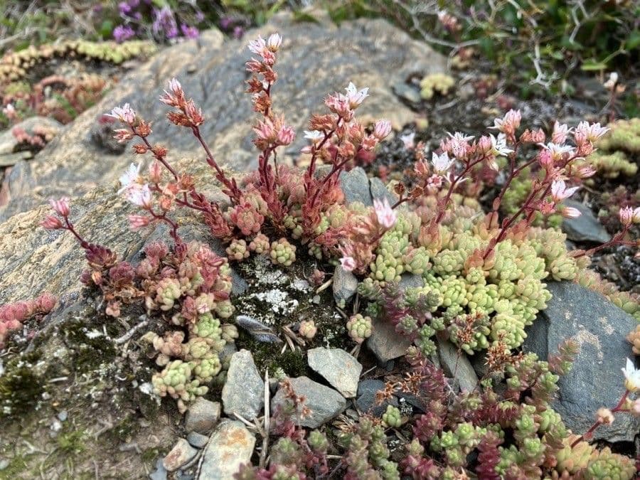 Sedum 10