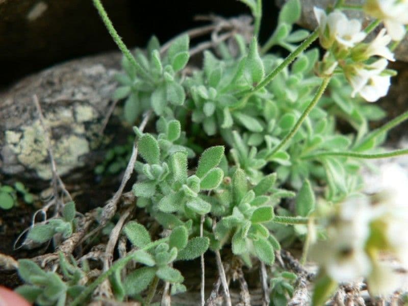 Draba 8