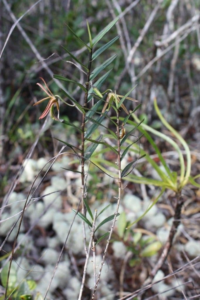 Dendrobium 9