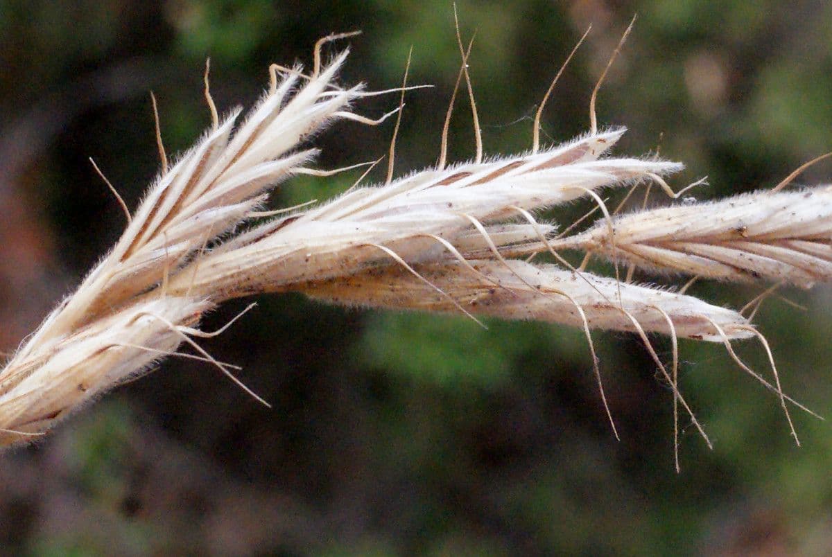 Bromus squarrosus 5