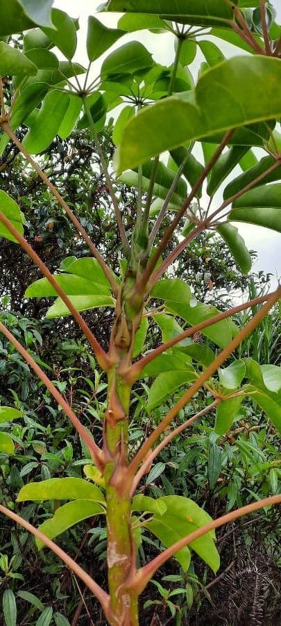 Schefflera 25