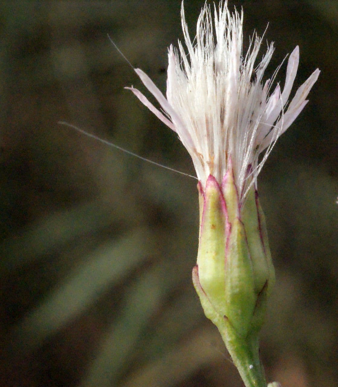 Aster solny