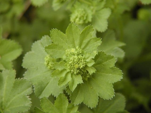 Alchemilla pelosa 5