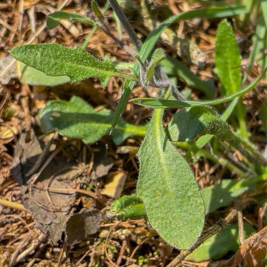 Arabetta sabbiola 20