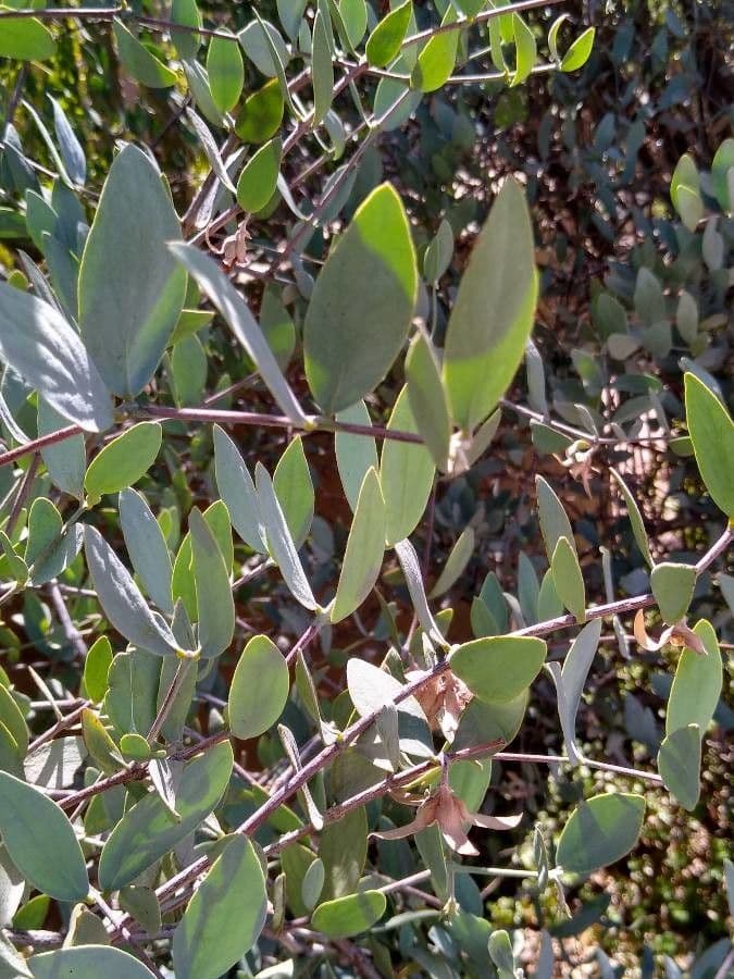 Jojoba 18
