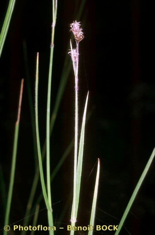 Fuirena pubescens 16