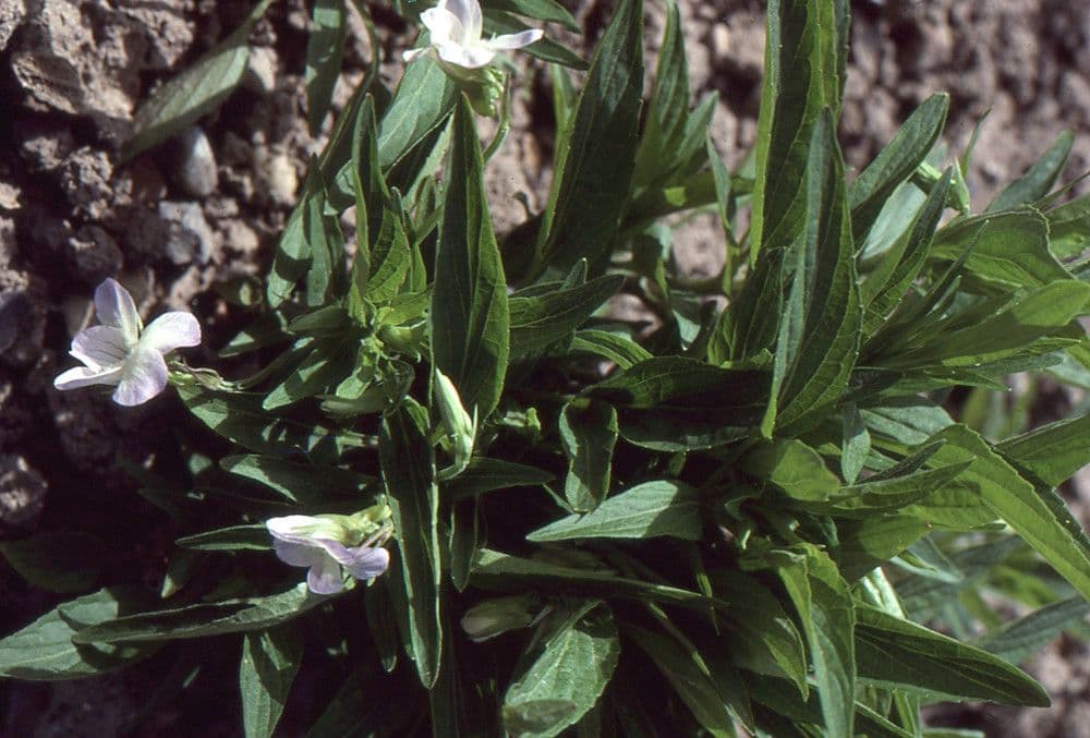 Viola elatior 10