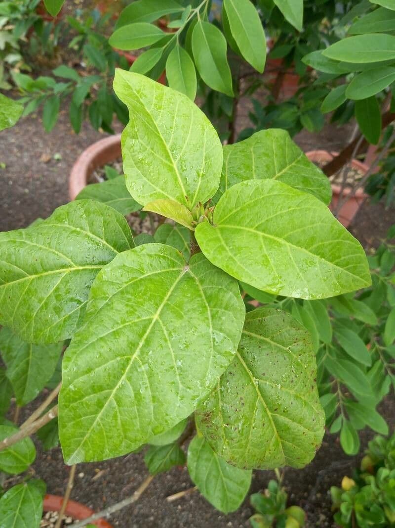 Eibisch 15