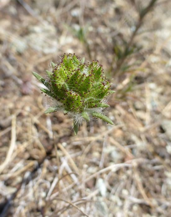 Calycadenia multiglandulosa