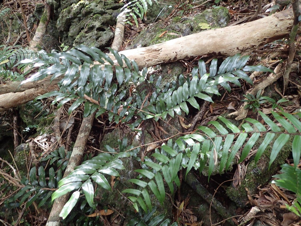 Lomariopsis 3