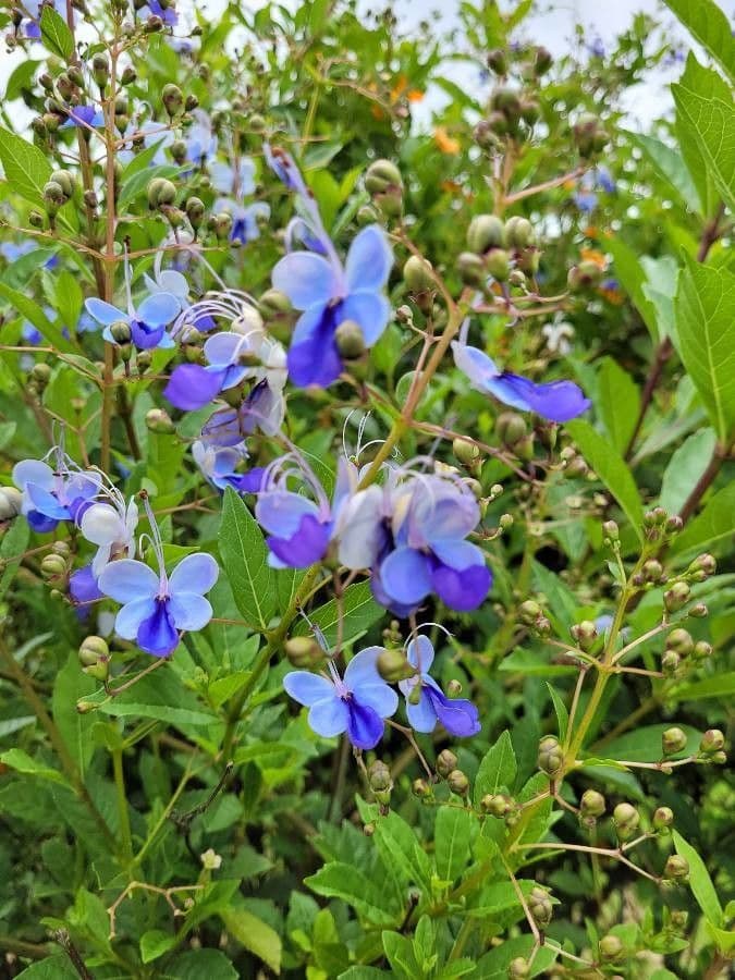 Lantana 9
