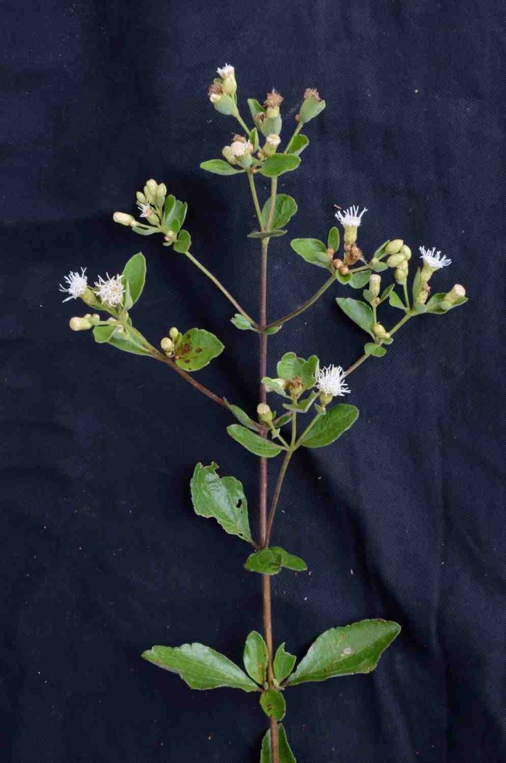 Chromolaena 5