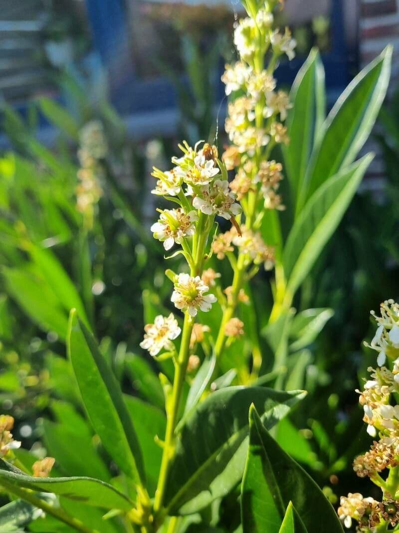 Baccharis 5