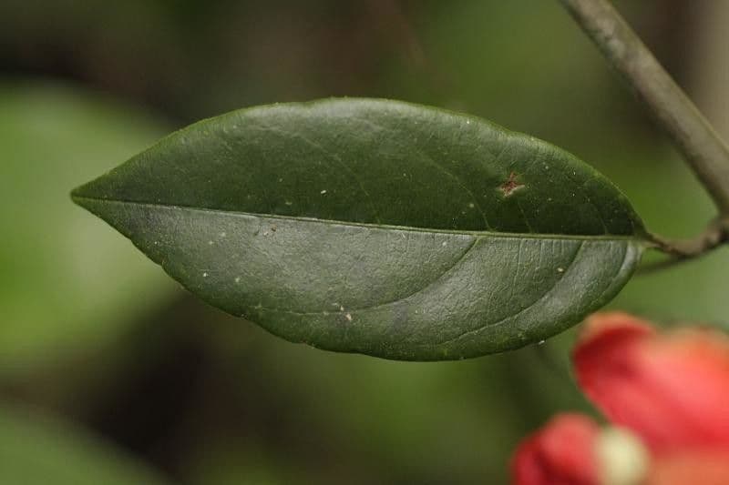 Passiflore écarlate 15