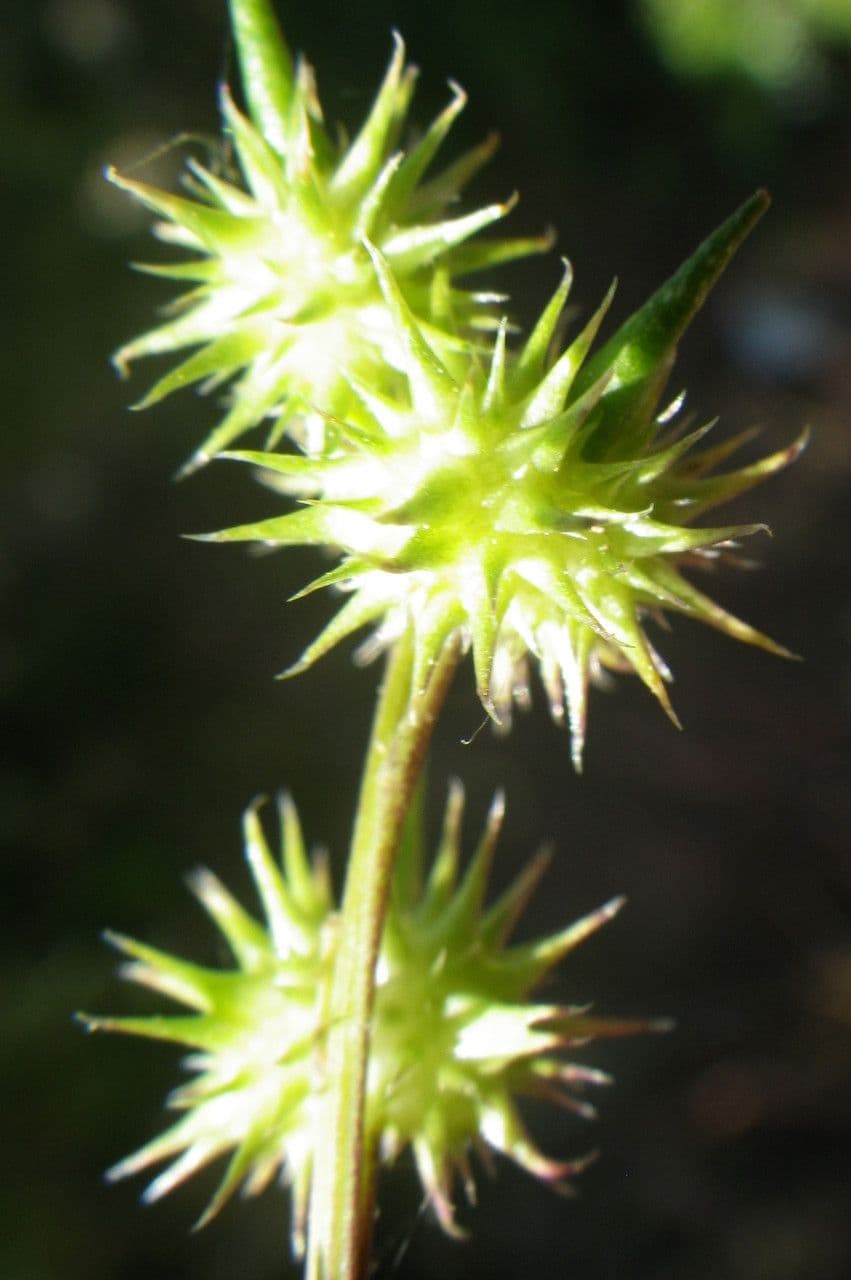 Succowia balearica 2
