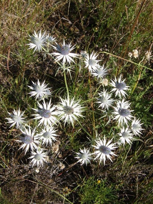 Eryngium eterofillo 8