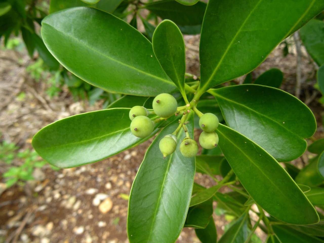 Cannella invernale 4