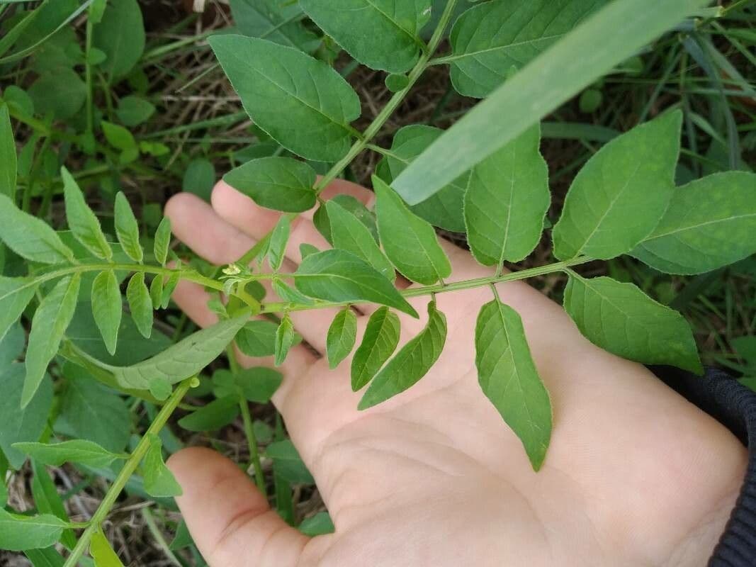 Solano del Chaco 8