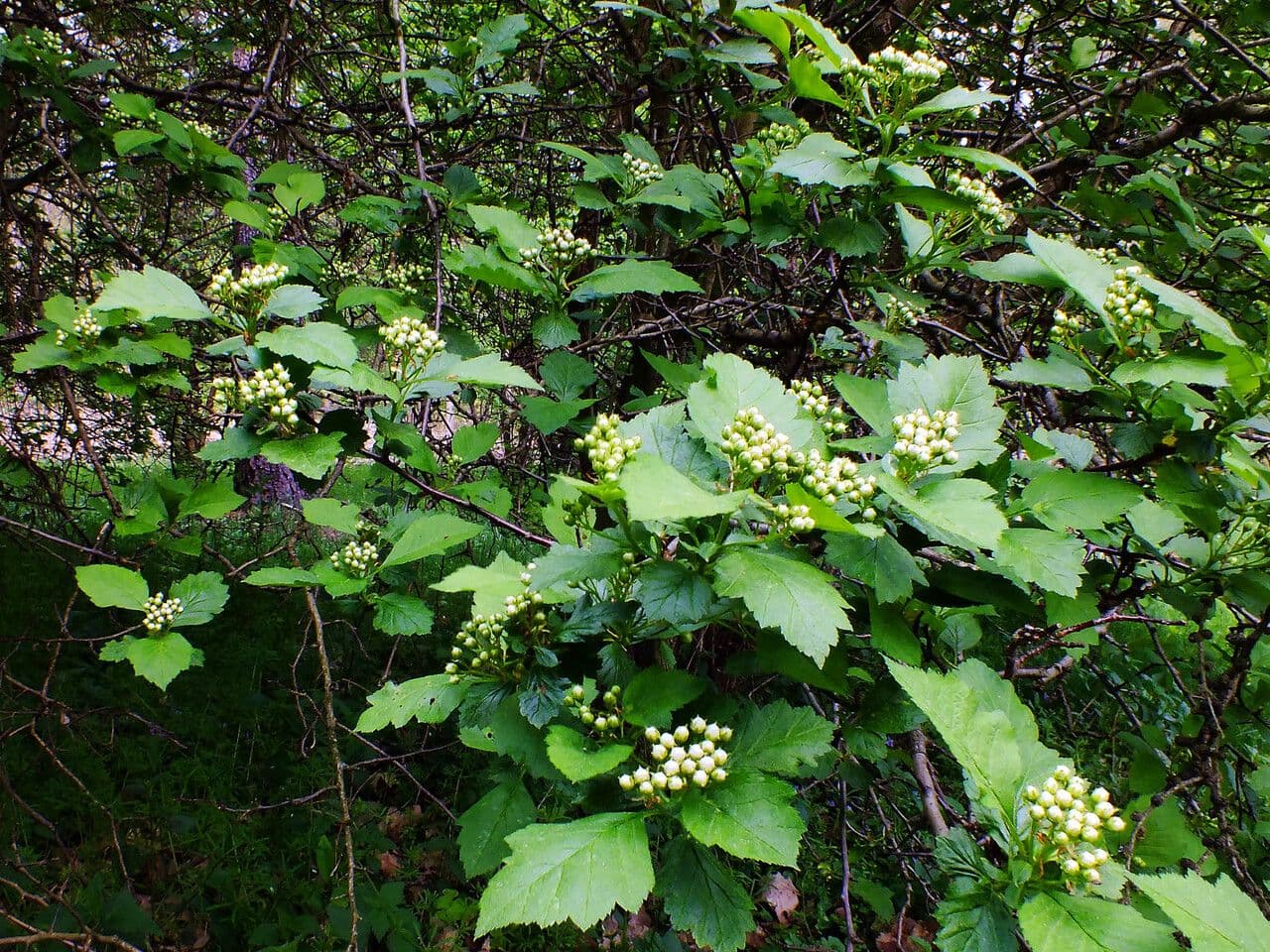 Biancospino calpodendron 4