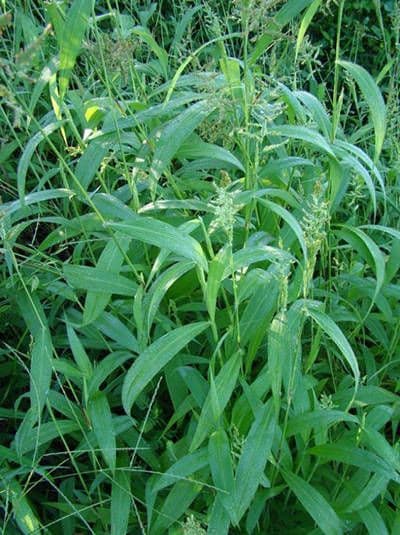 Setaria barbata 8