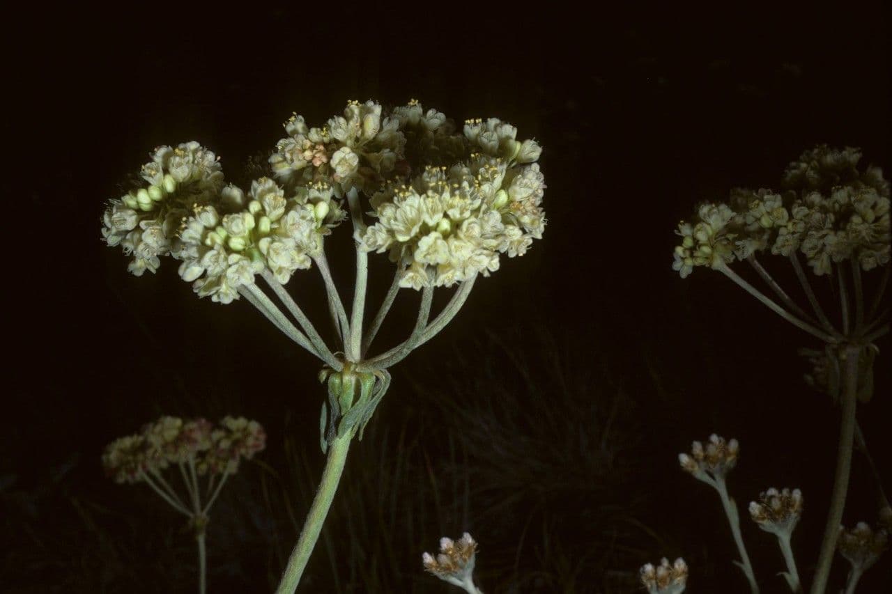 Eriogonum brevicaule