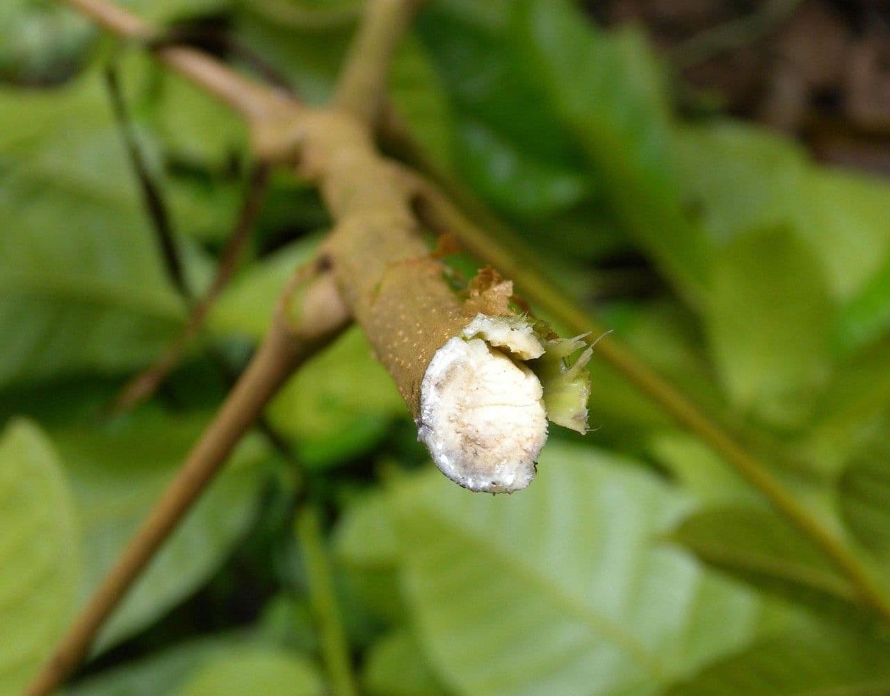 Tapirira 8