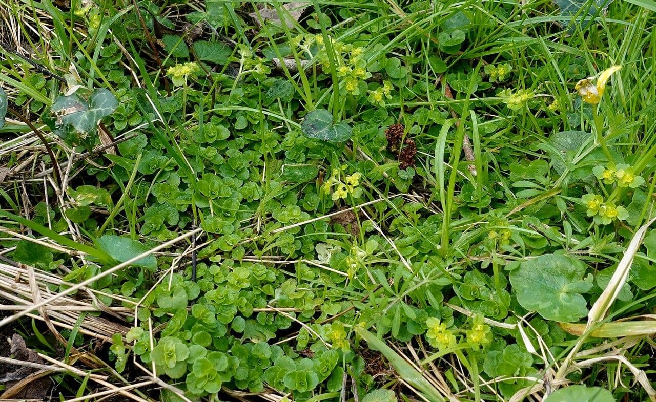 Gegenblättriges Milzkraut 10