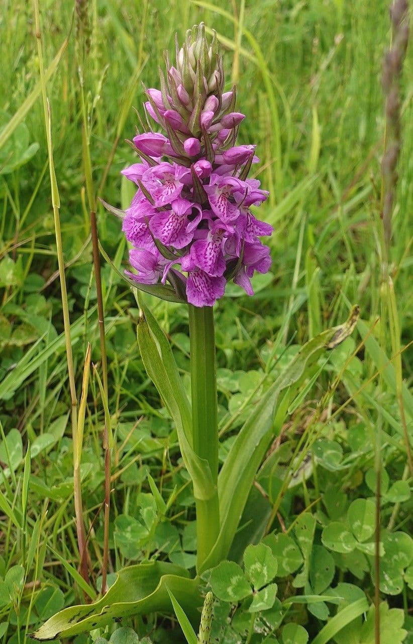 Orchis négligé 14