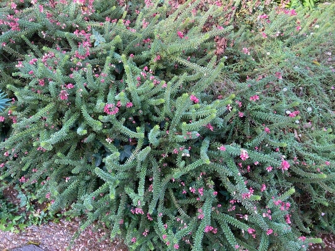 Grevillea lanosa 7