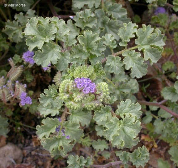 Facelia pedicellata 11