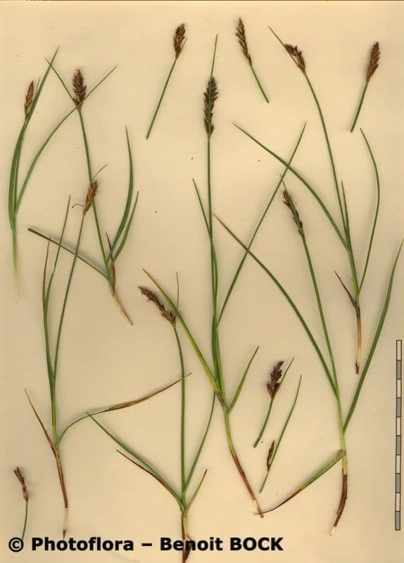 Lisca compressa 20
