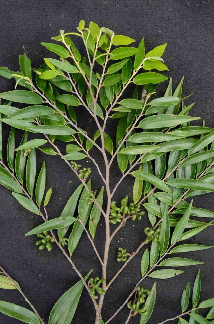 Xylopia brazylijska 4