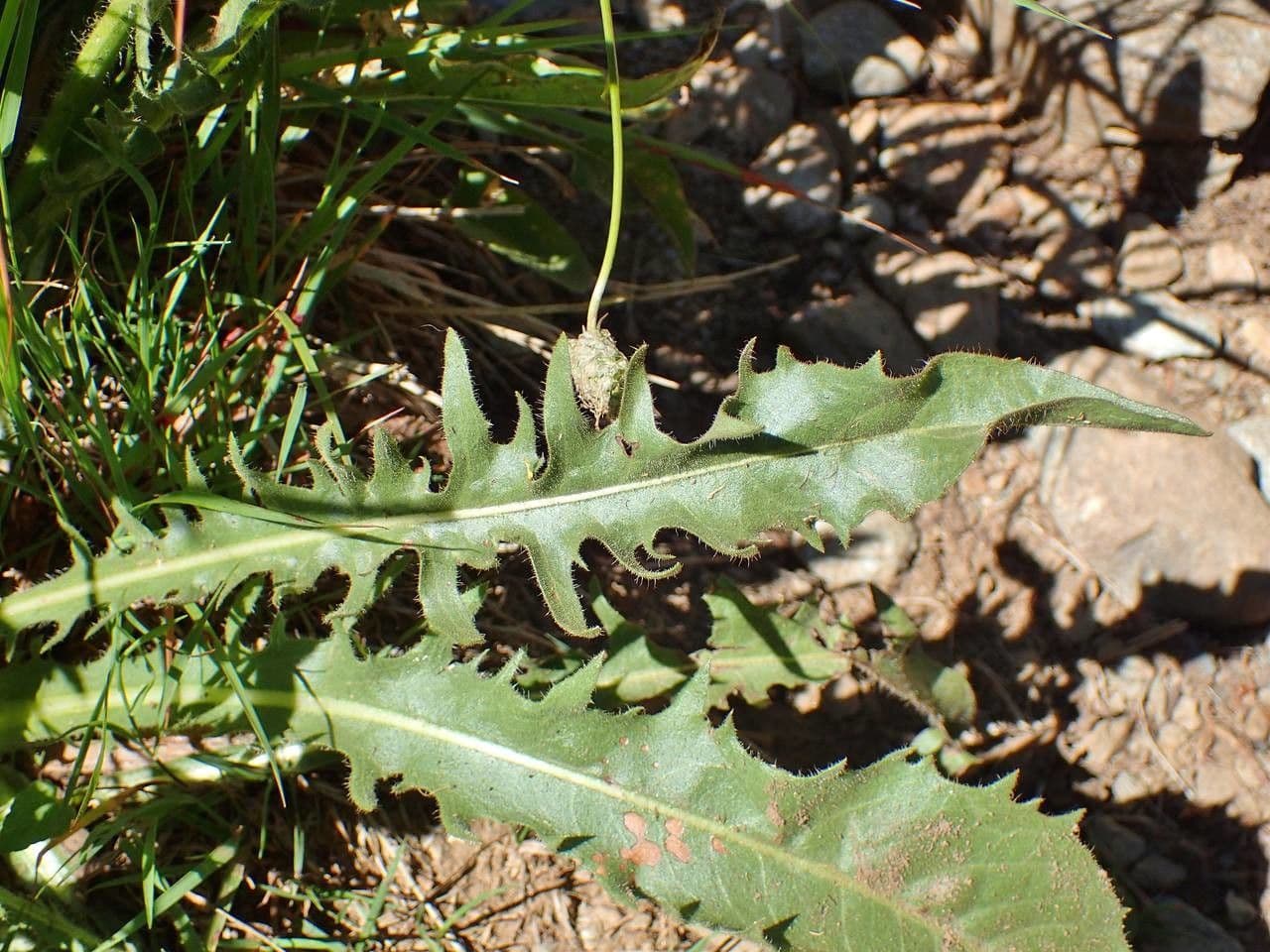 Crepis conyzifolia 16