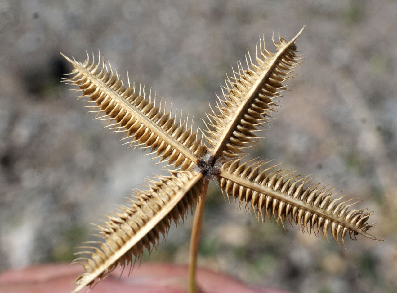 Gramigna egiziana