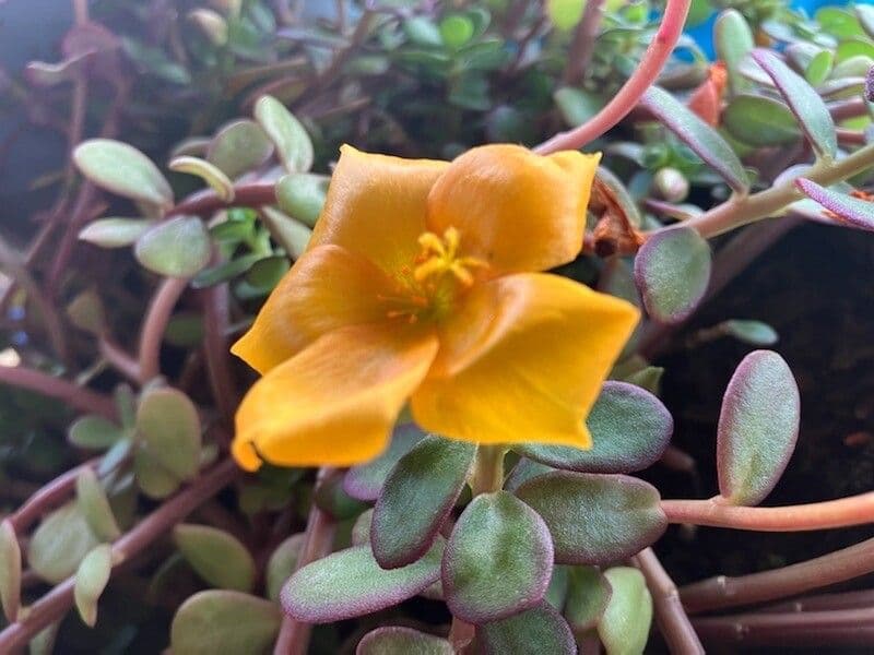 Porcellana 6