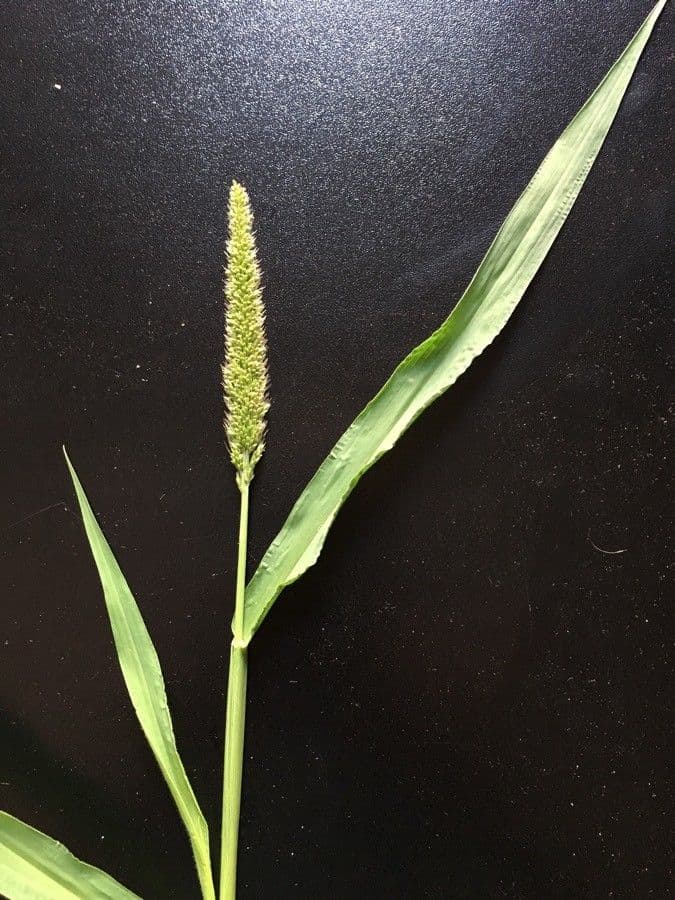 Pabbio verticillato 10