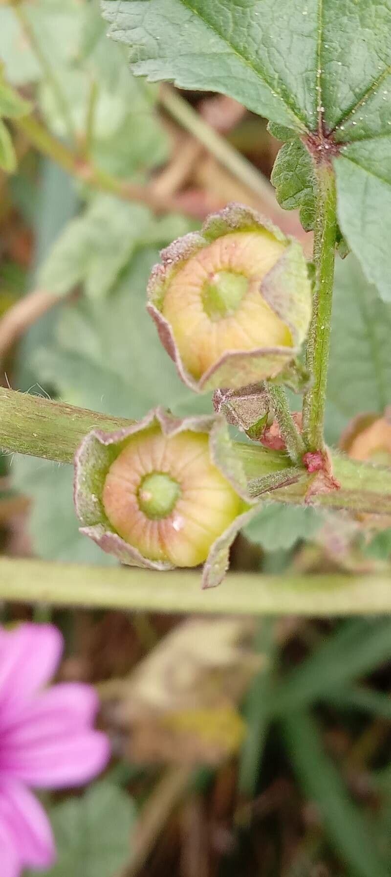 Malva selvatica 4