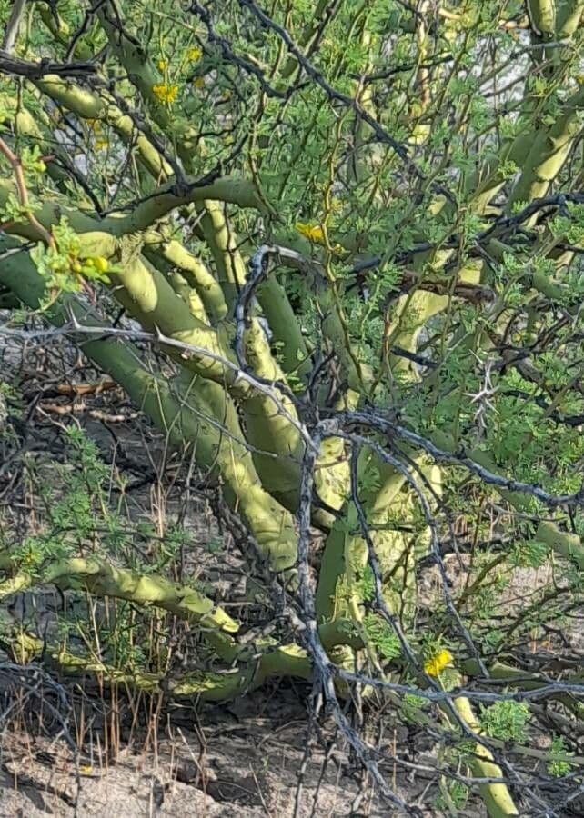 Parkinsonia praecox 16